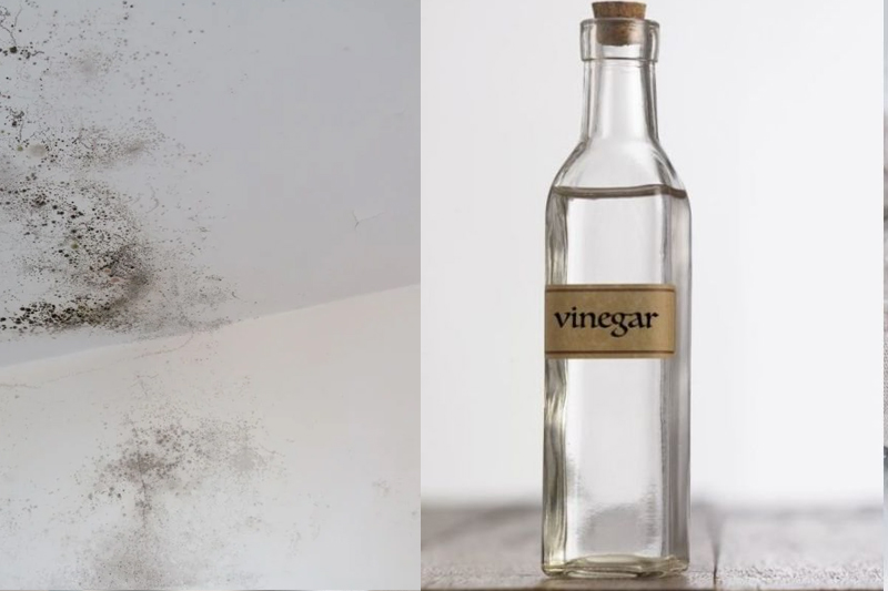 dùng dấm trắng tẩy mốc trên tường sơn