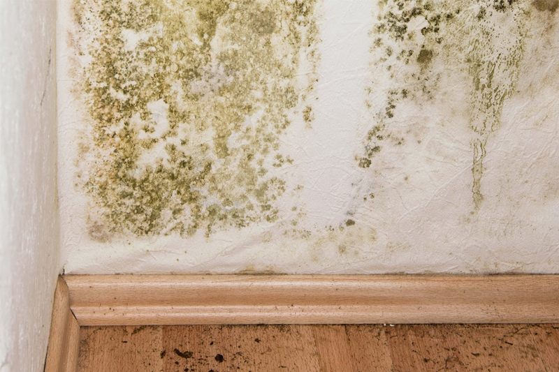tường ẩm mốc
