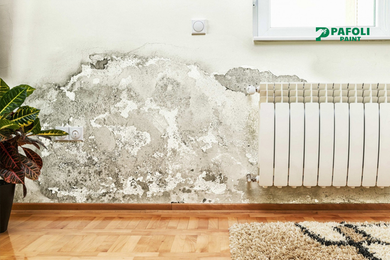 tường bị ẩm mốc phải làm sao